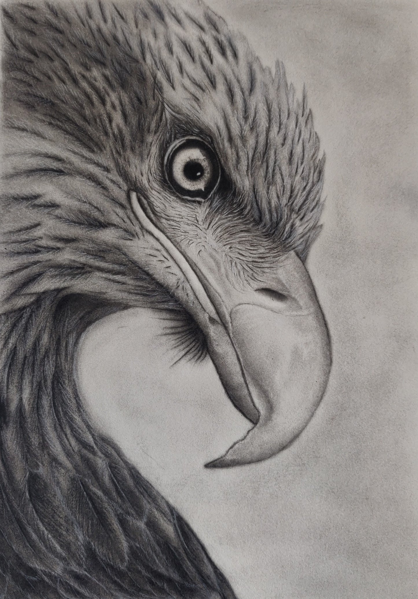 Eagle Eye : Print of original - Canvas Roll - 12x14 Inches